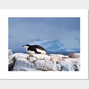 HAVING A NAP WITH ICEBERG IN BACKGROUND Posters and Art